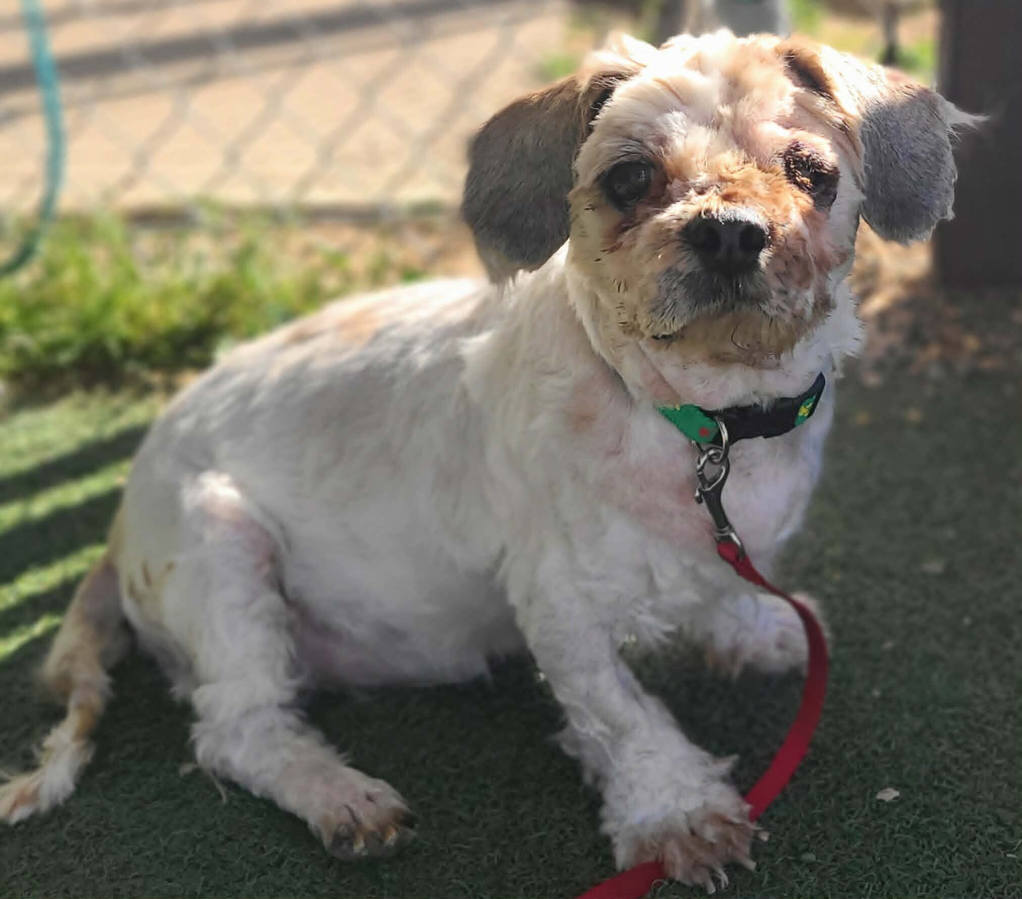 Picture of the Animal Listed